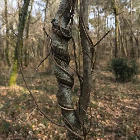 Chalet Nature *